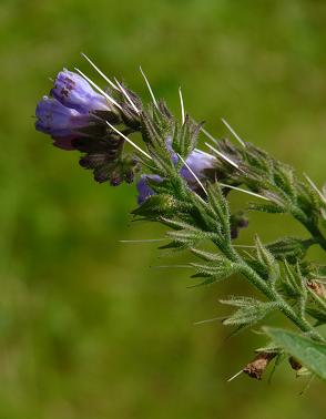 blaue_Blume1.JPG
