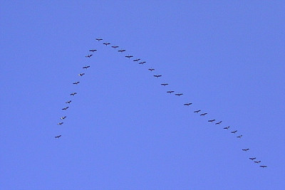 Kraniche_2012.jpg