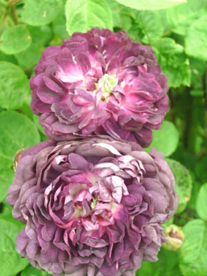 Cardin_de_Richelieu_3.jpg