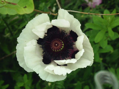 Papaver_orientalis_graue_Witwe_1.jpg
