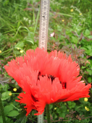 Papaver_orientale_gefranst_11.jpg