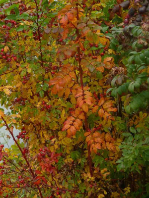 r._virginiana.jpg