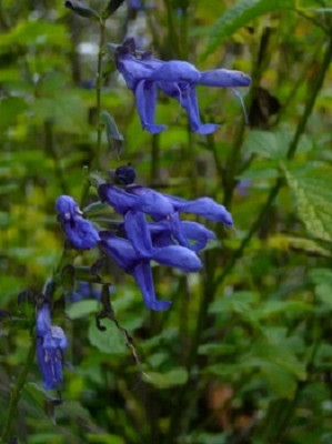 Salvia_guarantica.JPG