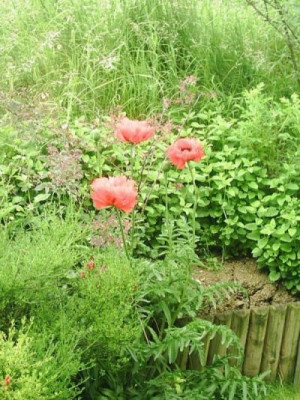 Papaver_orientale_gefranst_10.jpg