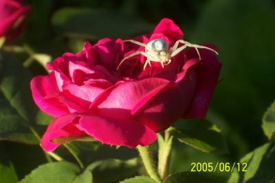 Rose_de_Resht_und_Krabbenspinne.jpg