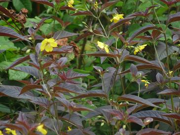 rotes_blatt.JPG