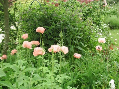 Papaver_orientalis_rosa_5.jpg