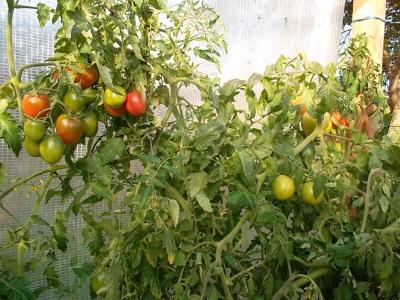 TomatenimOktober.jpg