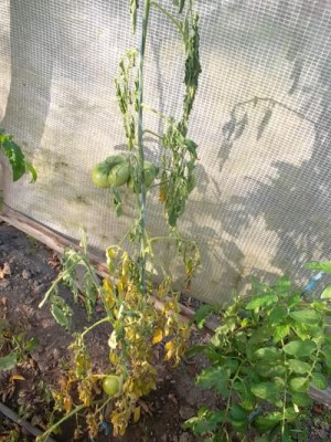 Tomateverwelkt.jpg