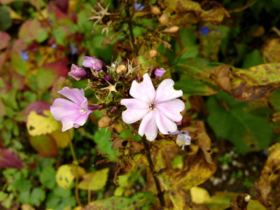 DSC02356aa.jpg