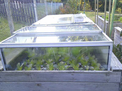 Salat_Mehltau_Herbst_2012.jpg