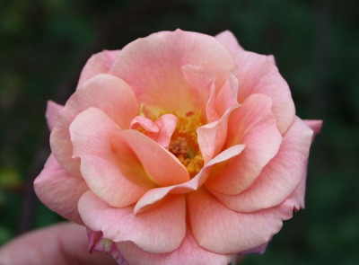 erzgebirgsrose2012_7.jpg