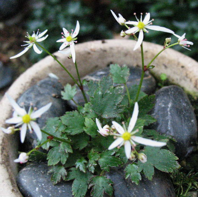 Sax._cort._var._obtusocuneata__.._26.10.12._004.jpg