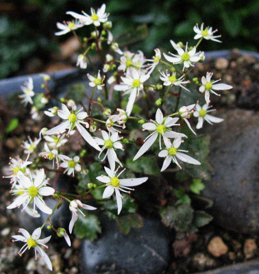 Mt._Nachi__.._26.10.12._012.jpg