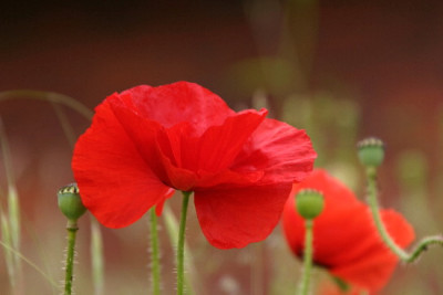 Mohn-Juni-1.jpg