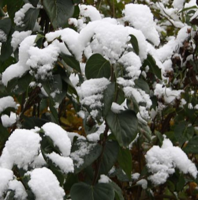 Oktoberschnee1.jpg