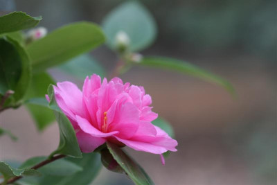 Frost_Princess_27.10.2012_1_Medium.JPG