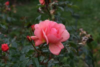 verkleinert-IMG_1840.jpg