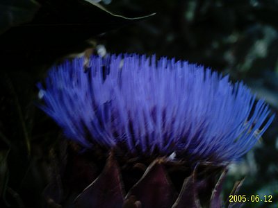 artischocke01.jpt.jpg