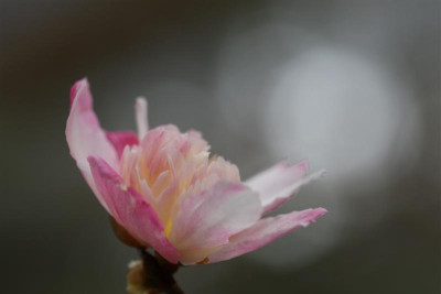 Chojiguruma_27.10.2012_Medium.JPG
