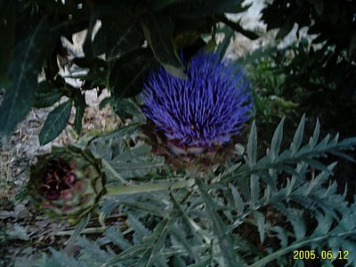 artischocke02.jpg