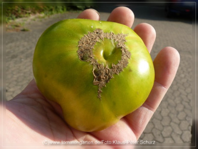 2012_Absinthe_Fruit1.jpg