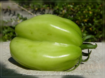 2012_Antike_Tomate_Green1.jpg