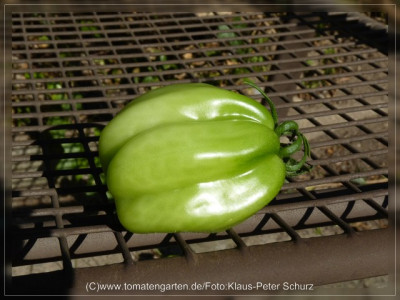 2012_Antike_Tomate_Green2.jpg