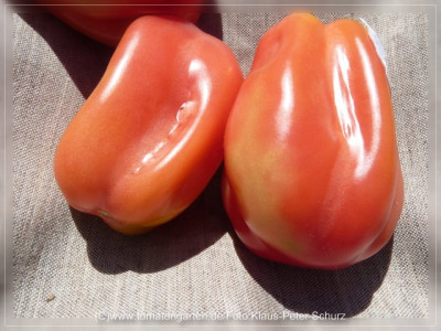 2012_Antike_Tomate1.jpg