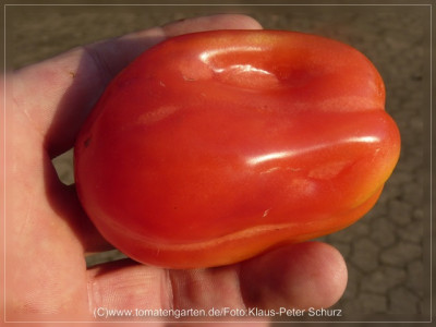 2012_Antike_Tomate2.jpg