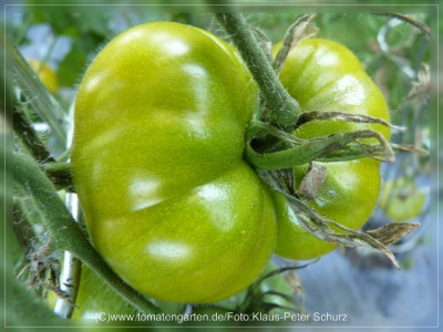 2012_Cherokee_Green_Fruit1.jpg
