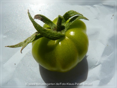 2012_Cherokee_Green_Fruit2.jpg