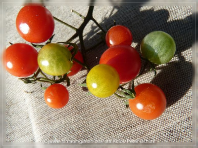 2012_Cooks_Island_Fruits1.jpg