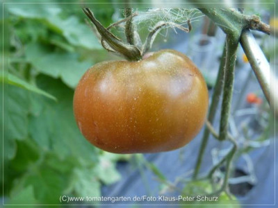 2012_David_Fruit.jpg