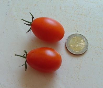 unbekannte_Sorte_2012.jpg