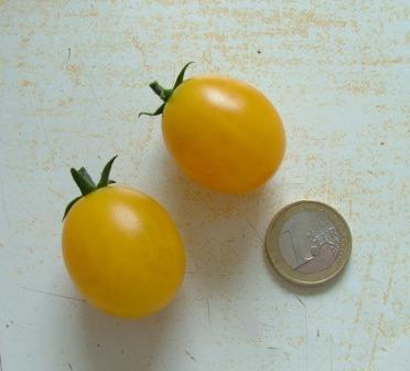 unbekannte_kleinere_gelbe_Tomate.jpg