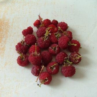 gefrorene_Himbeeren.jpg