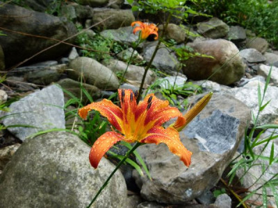 P1030148_600x600_80KB.jpg