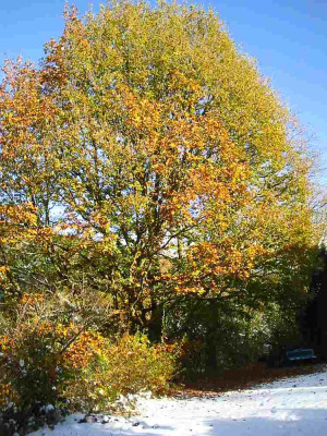 Wintersonne__Oktober_1.jpg