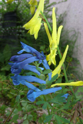 Corydalis_davidii_und_Kingfisher.jpg