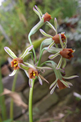 Tulbaghia_capensis.jpg