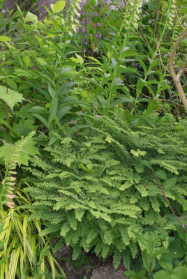 Adiantum_pedatum_zweite_Pflanze.jpg