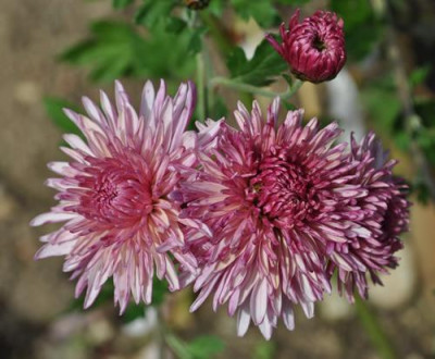 Chrysanthemen_12__3727.jpg