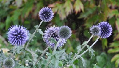 Kugeldistel_12__3711.jpg