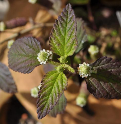 Lippia_dulcis_12__3785.jpg