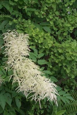 Aruncus_dioicus.jpg