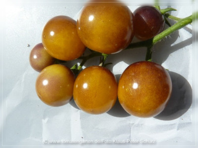 2012Antho_rotbraun_Fruit1.jpg