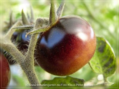 2012Antho_rotbraun_Fruit2.jpg