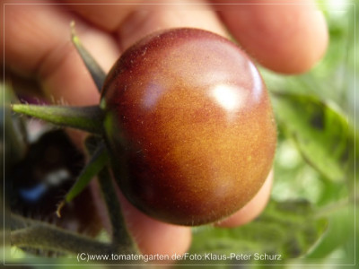 2012Antho_rotbraun_Fruit3.jpg