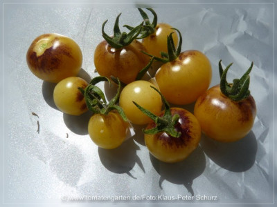 2012Antho_weiss_Fruit4.jpg